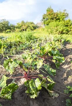 Organic beetroot grows at the vegetable garden in summer Stock Photos