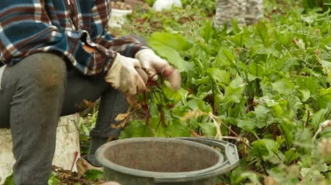 Organic Beets Stock-Footage 22278770