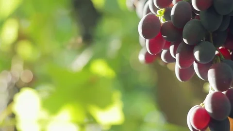 Organic black grape on vine branches Stock Footage 79411991