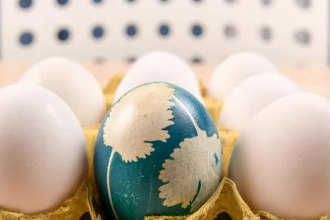A organic blue easter egg standing in middle of the white eggs, easter holida Stock Photos