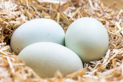 Organic blue eggs Stock Photos