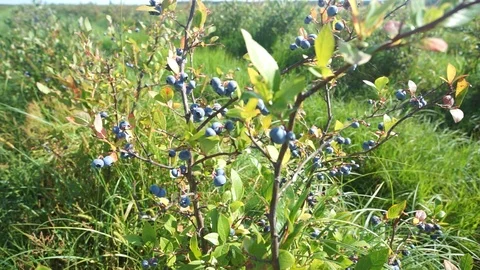 Organic Blueberries Stock Footage 113336993