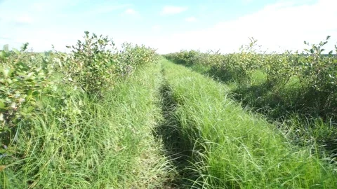 Organic Blueberries Stock-Footage 113337003