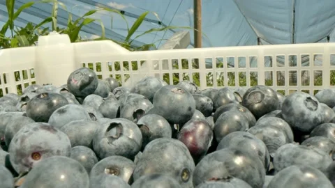 Organic blueberries Stock Footage 171555048