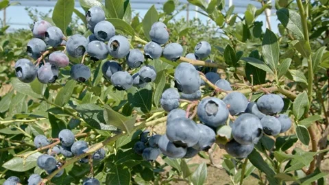 Organic blueberries Stock Footage 171555092