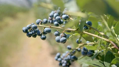 Organic blueberries Stock Footage 171555100