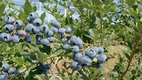 Organic blueberries Stock Footage 171555140