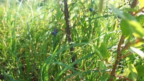 Organic blueberry Stock Footage 113337037