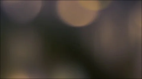 Organic Blurred Background Stock Footage 81413081