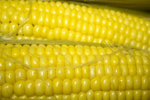 Organic boiled corn background, closeup Stock Photos