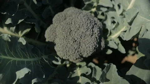 Organic Broccoli Close Up Stock-Footage 94643017