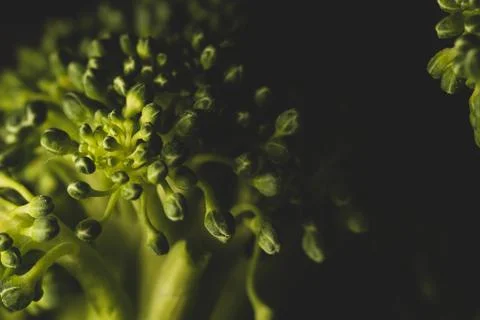Organic Broccoli Macro close up Stock Photos
