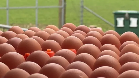 Organic brown poultry eggs rows close up Stock Footage 330948348