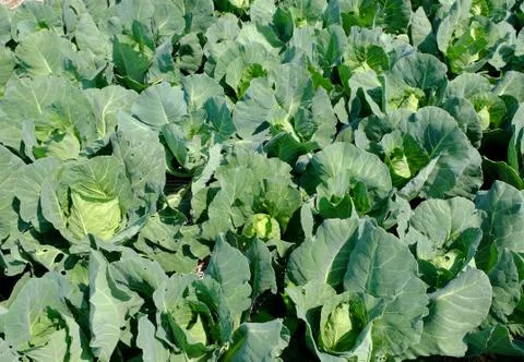 Organic cabbage farm Stock Photos
