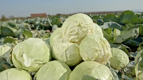 Organic cabbage in the field Stock Footage 171555794