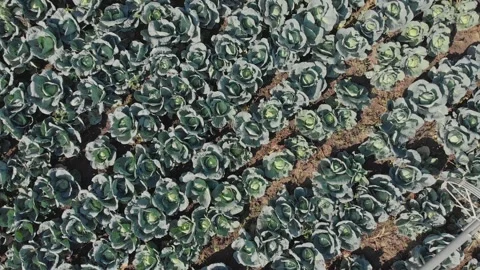 Organic cabbage in a field Stock Footage 171569235