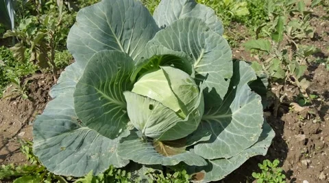 Organic Cabbage Stock-Footage 42021371