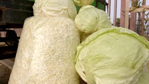 Organic cabbage Stock Footage 171555954