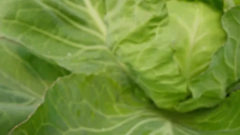 Organic cabbage Stock Footage 171557293