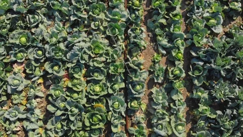 Organic cabbage Stock Footage 171566483