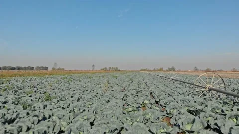 Organic cabbage Stock Footage 171569113