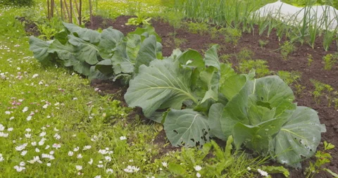 Organic cabbage in the garden with other vegetables grow up Video stock 337623171