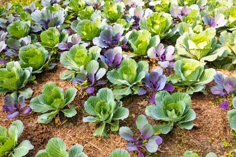 ORGANIC CABBAGE 写真素材