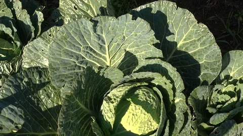 Organic cabbage ready for harvest Video stock 71005298