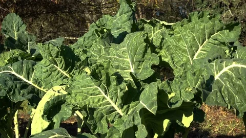 Organic cabbage ready for harvest 스톡 동영상 71005997