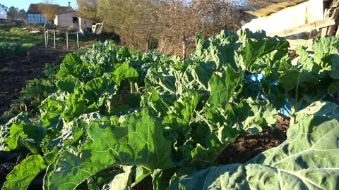 Organic cabbage ready for harvest Video stock 71026528