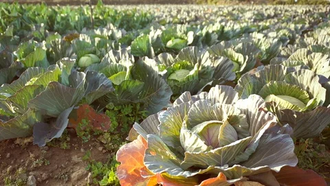 Organic cabbages blowing in the wind at sunset Stock Footage 116580827