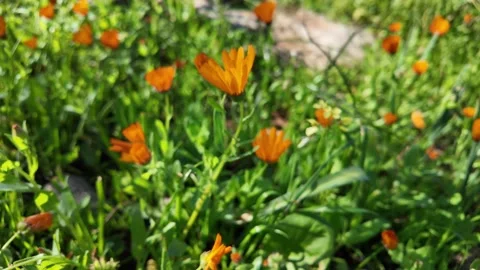 Organic Calendula Flower Stock Footage 328642355