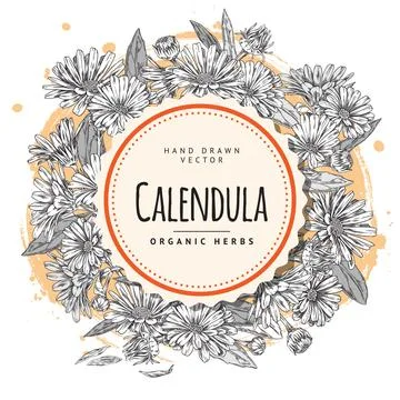 Organic calendula herb circle vector illustration Stock Illustration