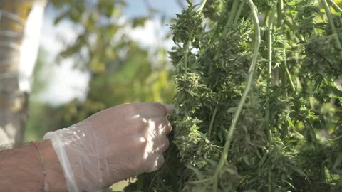 Organic cannabis leaf disposal process Stock Footage 316538022