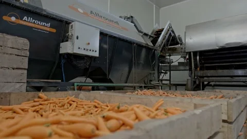 Organic carrot Stock Footage 171554677