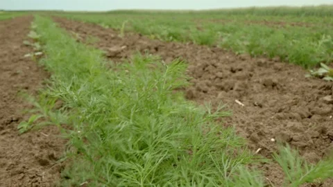 Organic carrot Stock Footage 171557768