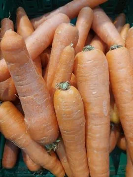 Organic carrots background. Stack of fresh carrots at the market Stock Photos