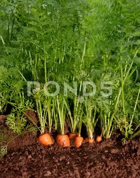 Organic Carrots Growing
