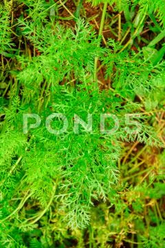 Organic carrots Stock Photos