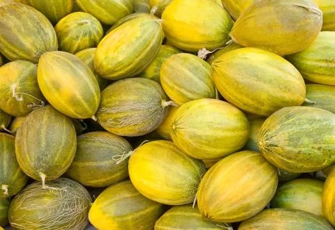 Organic Casaba Melon Stock Photos