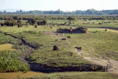 Organic cattle breeding Stock Photos