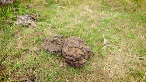 Organic cattle manure on meadow with circular farming and natural soil Stock Footage 340195811