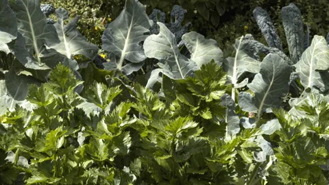 Organic celery and broccoli leaves close-up in an eco garden. Stock Footage 345006469