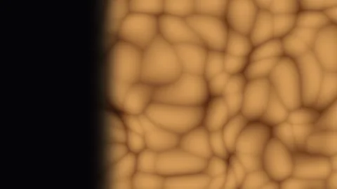 Organic cells forming fluid patterns in warm golden light with subtle movem.. Stock Footage 341542034