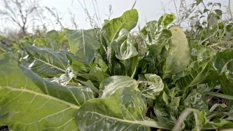 Organic chard Stock Footage 171557294