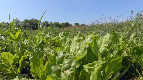 Organic chard Stock Footage 171580081