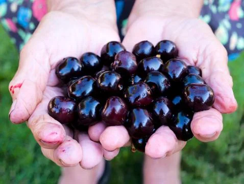 Organic cherries Stock Photos