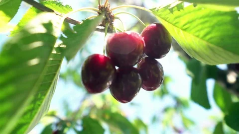 Organic cherries on tree branch 動画素材 104742801