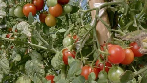 Organic cherry tomatoes Stock Footage 171555903