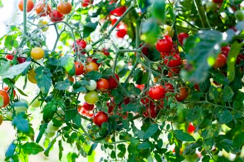 Organic Cherry Tomatoes Stock Photos